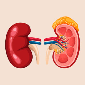 Nódulos na glândula adrenal: o que você precisa saber?