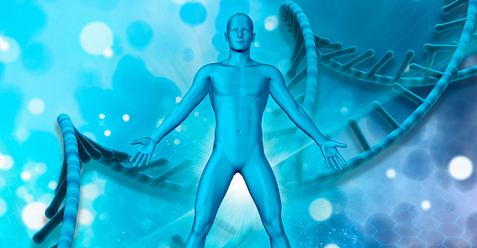 Como funciona o sistema hormonal endócrino